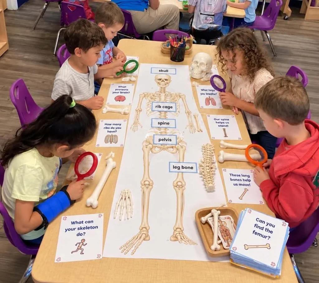 Preschoolers using red magnifying glasses to study a paper skeleton and bone picture cards at a classroom anatomy table